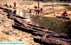 Madagascar trafic de bois de rose : il est temps de sévir, voici quelques noms déjà connus !