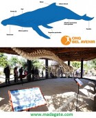 Toliara. Ong Bel Avenir: histoire d'une baleine à bosse 