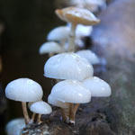 Champignon à l'eau de Javel